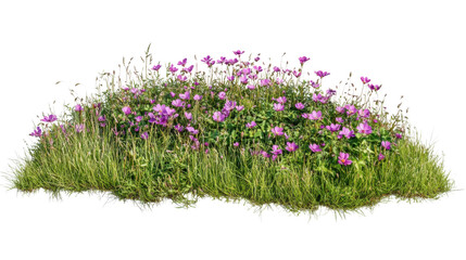Blooming purple flowers growing in green grass with transparent background