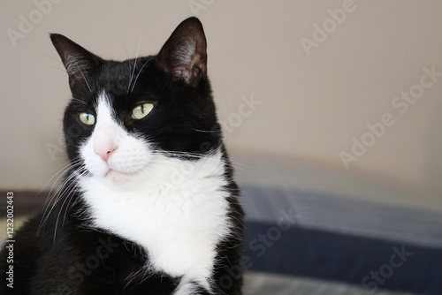 black and white cat