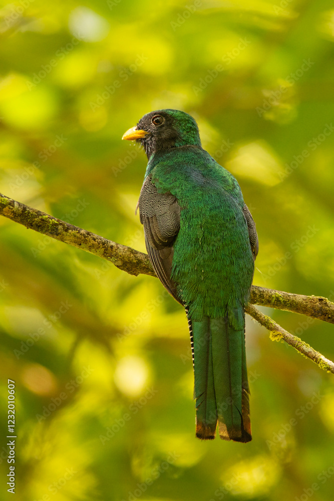 Collared Trogon (Trogon collaris) perched on a branch against a blurred green background Collared Trogon (Trogon collaris) perched on a branch against a blurred green background