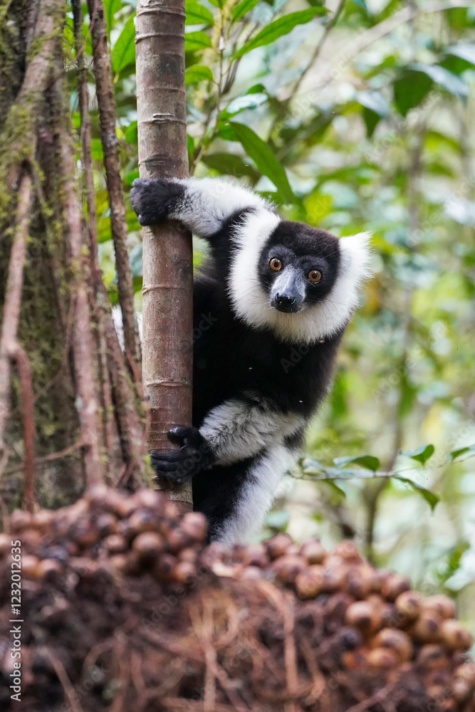 Obraz premium Black and white ruffed lemur (Varecia variegata)
