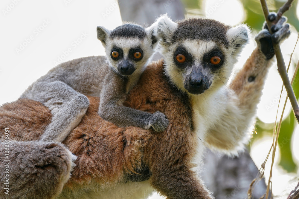 Obraz premium Ring tailed lemur in the wild (Lemur catta)