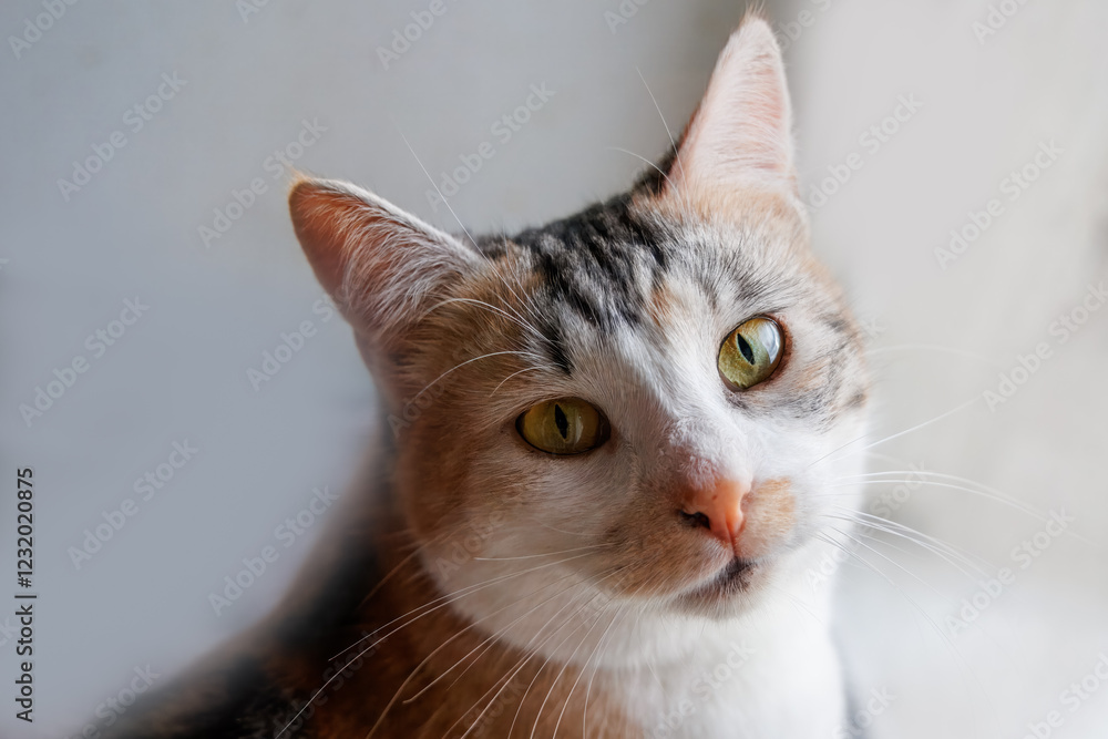 Close-up female green-eyed cat portrait with a grey background. A picture of a cute female cat. A cat looks right toward the camera lens. Close-up female green-eyed cat portrait with a grey background. A picture of a cute female cat. A cat looks right toward the camera lens.