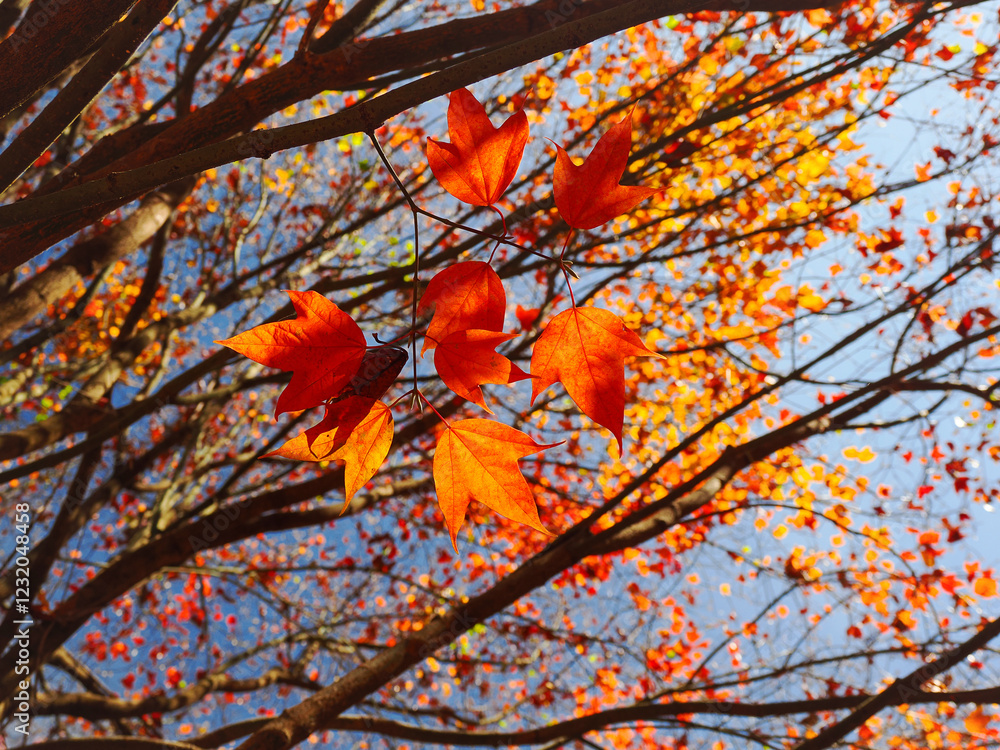 multi coloured autumn leaves backlit from the evening sun against a soft out of focus leaf background Beautiful, sunny autumn in the park Chiangmai Thailand