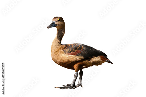Papier peint A male of the lesser whistling duck (Dendrocygna javanica), also known as Indian