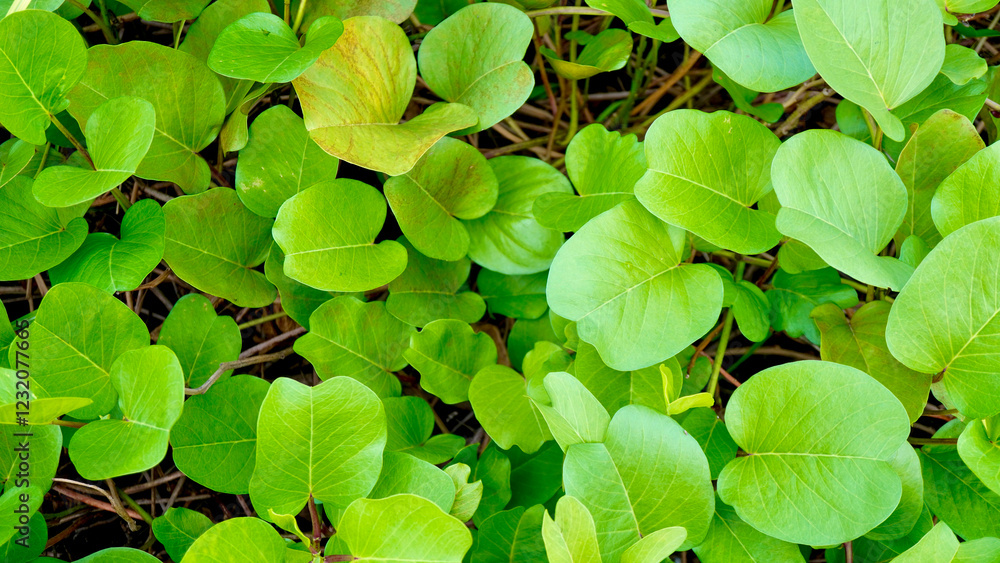 The Katang-katang leaves or ipomoea pes-caprae display a rich green texture, thriving in their natural tropical habitat The Katang-katang leaves or ipomoea pes-caprae display a rich green texture, thriving in their natural tropical habitat
