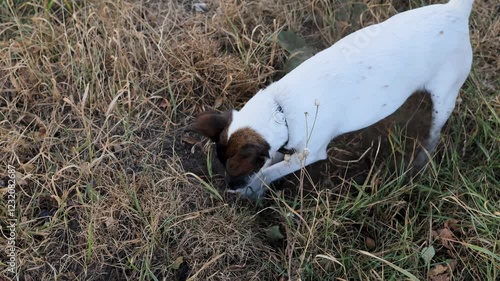 Dog joyfully explores ground while digging in grass during a sunny afternoon outing 