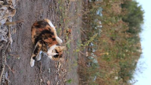 A lively cat explores a grassy field, showcasing playful movements as it navigates the surroundings