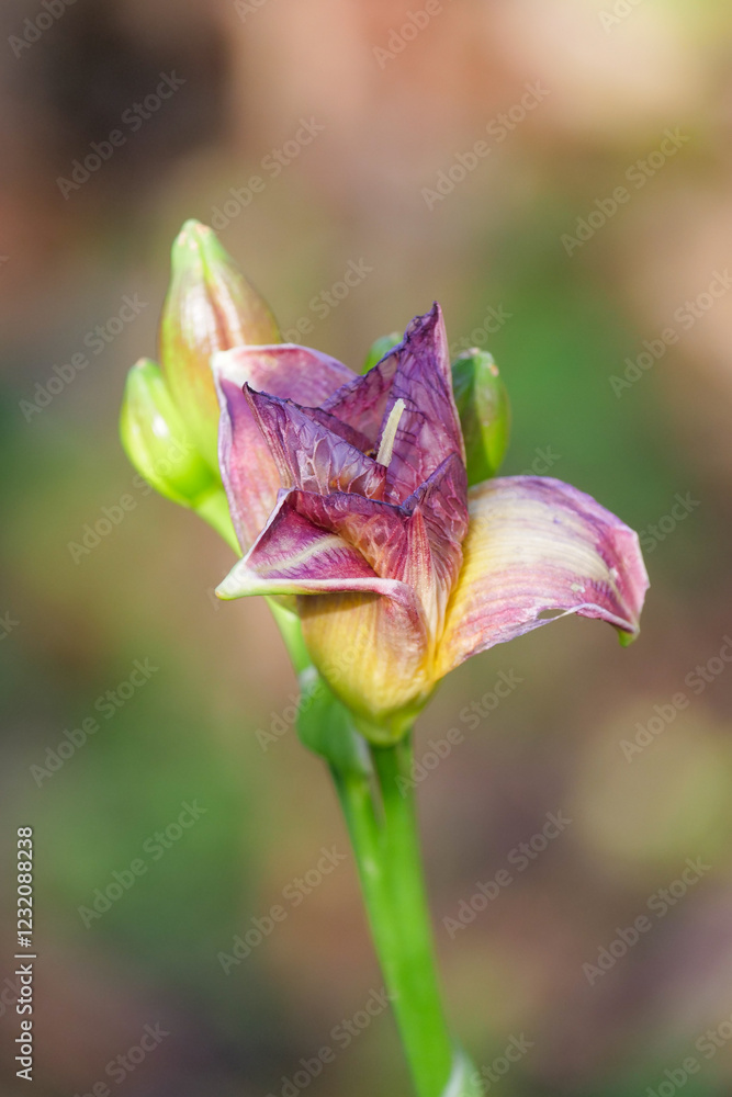 Fototapeta premium Beautiful blooming flower showcasing delicate petals in a serene garden setting during springtime