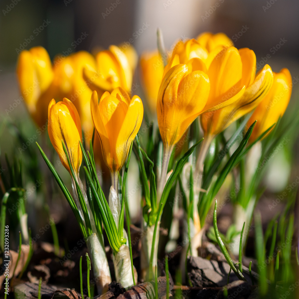 Naklejka premium Bright yellow crocuses bloom in vibrant spring sunshine at a sunny garden