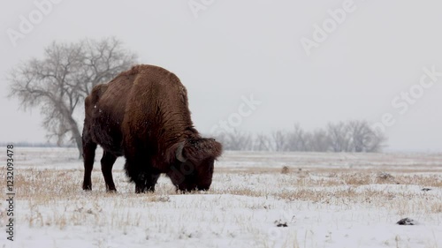 Buffalo Grazing Short Grass in the Snow, Wildlife of the Colorado Rocky Mountains