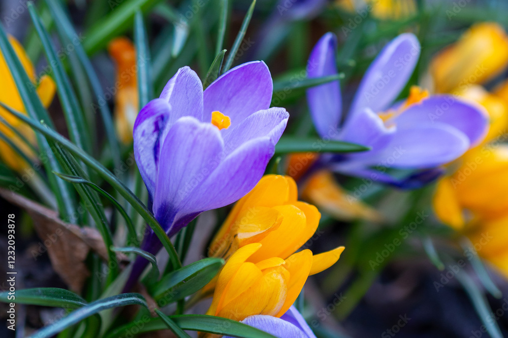 Colorful crocuses bloom in spring, showcasing nature's vibrant revival by the garden path Colorful crocuses bloom in spring, showcasing nature's vibrant revival by the garden path