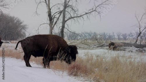 Buffalo Limping, Injured Wildlife in Rocky Mountains, Bison Walking