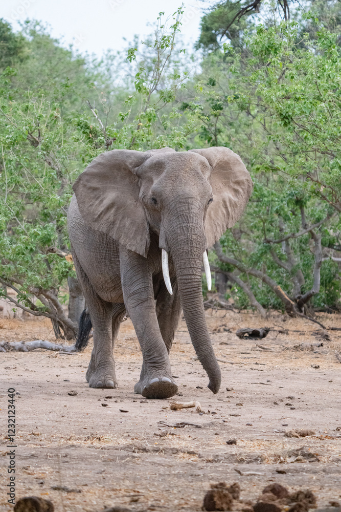 Obraz premium A female African elephant walking in front of the green trees of Mashatu Game Reserve, Botswana. 