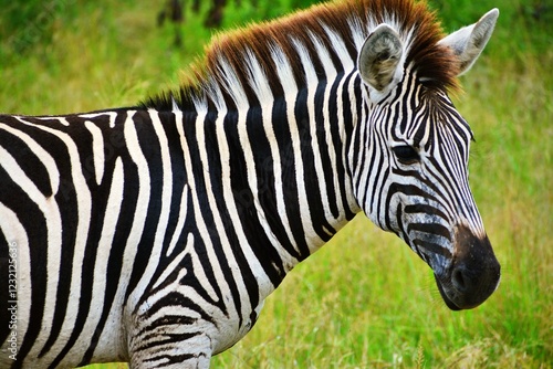 zebra in its natural habital