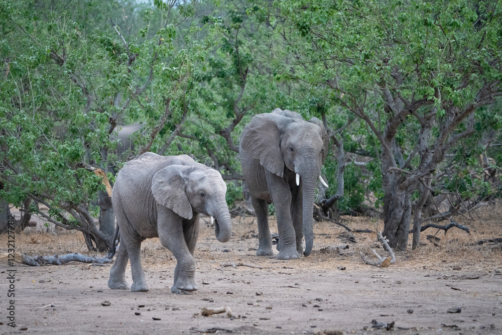 Fototapeta premium two African elephants moving through the lush trees of Mashatu Game Reserve,