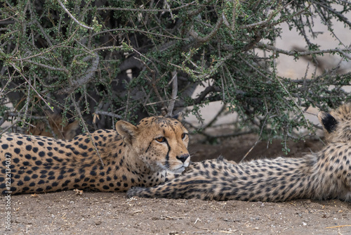 A mother cheetah resting her head on her cubs rear end, Mashatu Botswana.  photo