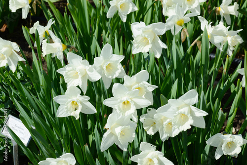 Osterglocke,  Trompeten-Narzisse, Narcissus 'Mount Hood photo