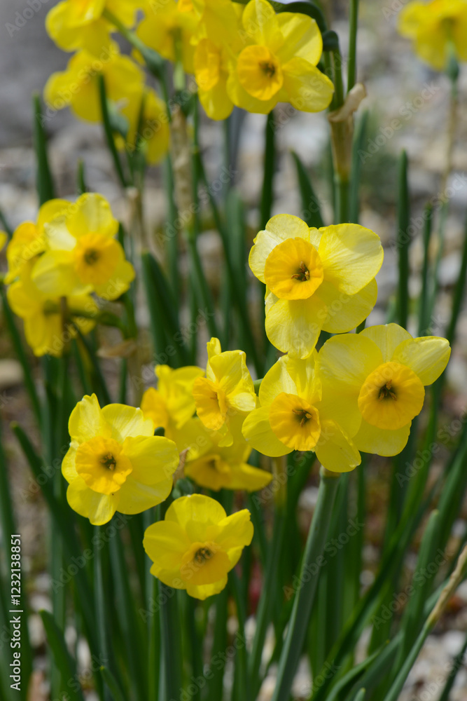 Echte Jonquliia, Narcissus jonquilla, Baby Boomer Echte Jonquliia, Narcissus jonquilla, Baby Boomer