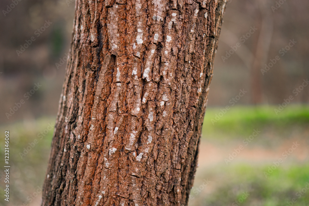 Detailed close-up of textured tree bark in a serene outdoor setting showcasing nature's patterns