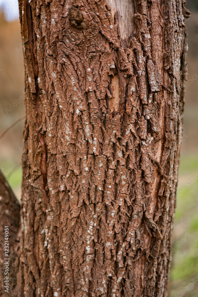 Textured bark of an old tree showcasing nature's intricate patterns in a forest Textured bark of an old tree showcasing nature's intricate patterns in a forest