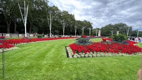Fotografie red poppies field