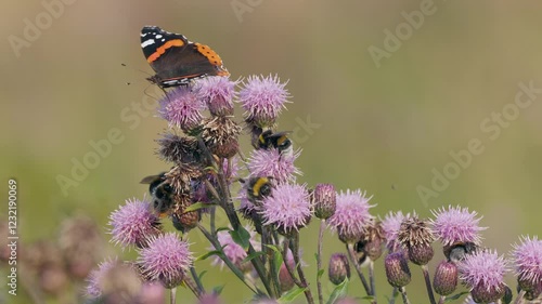 Admiral butterfly - Red Admiral -Vanessa atalanta photo