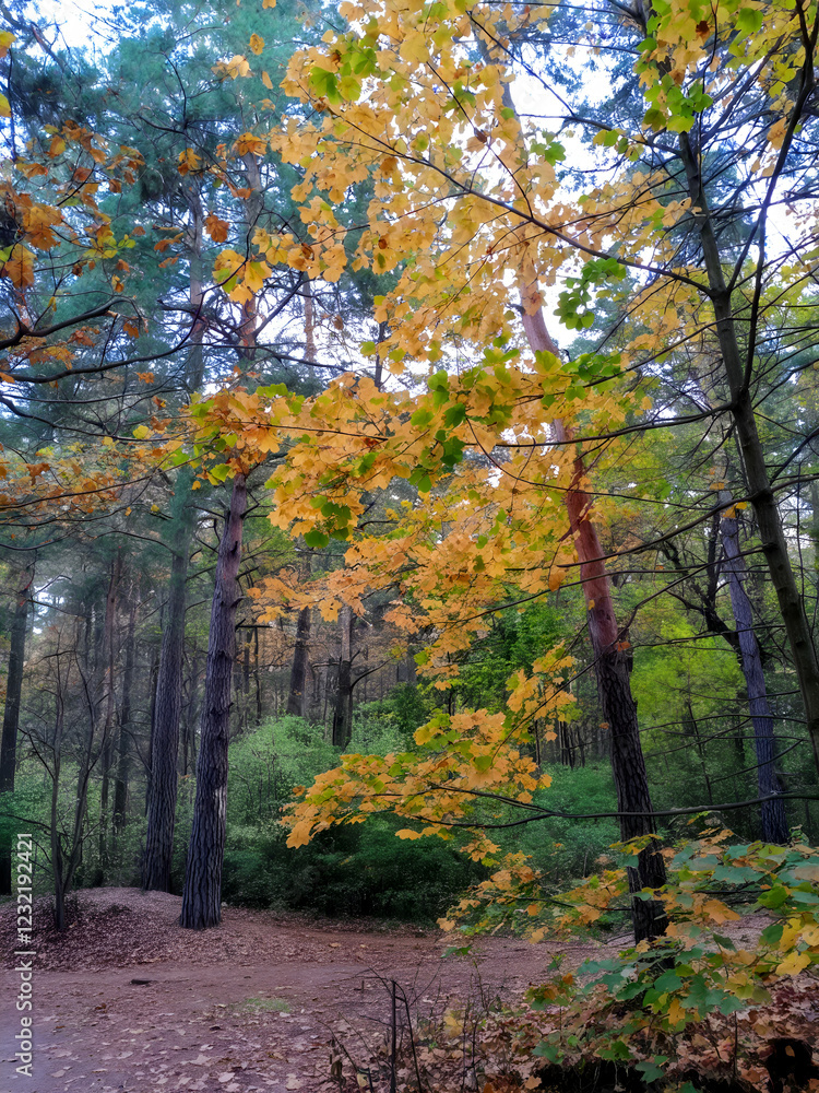 Naklejka premium Maple tree with colorful leaves in autumn forest, nature beauty, serene atmosphere