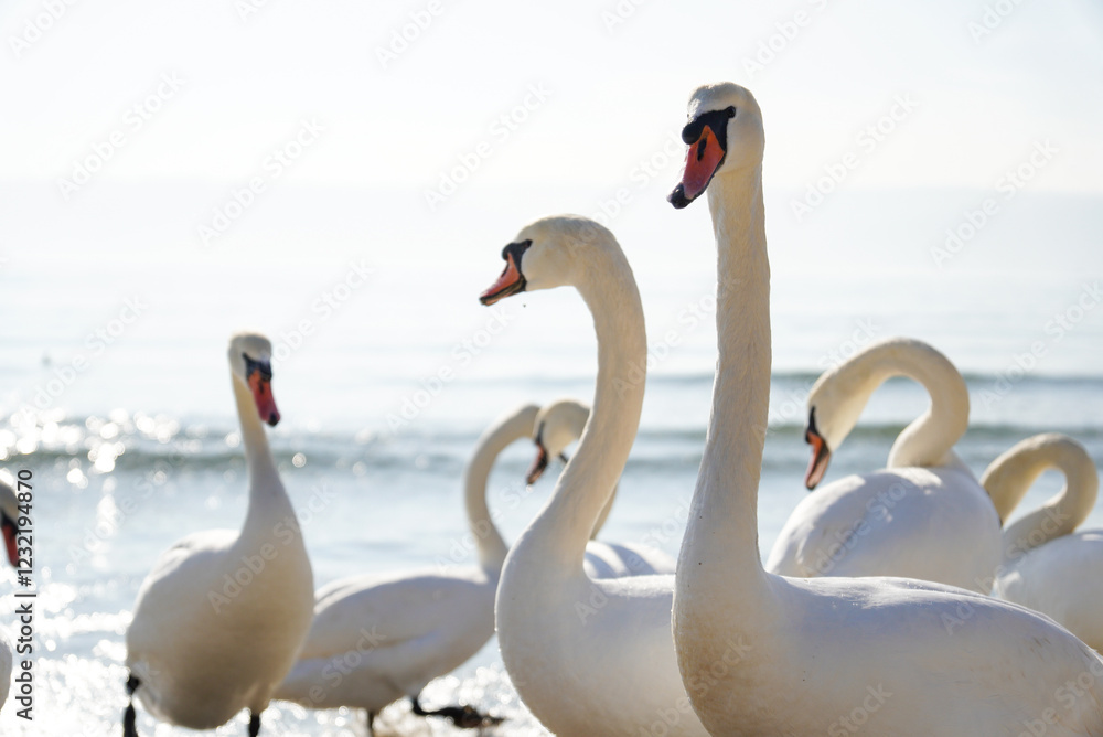 Many swans (Cygnus olor) swimming in the Black Sea. Attraction on the city beach. Beautiful picture for background. Many swans (Cygnus olor) swimming in the Black Sea. Attraction on the city beach. Beautiful picture for background.