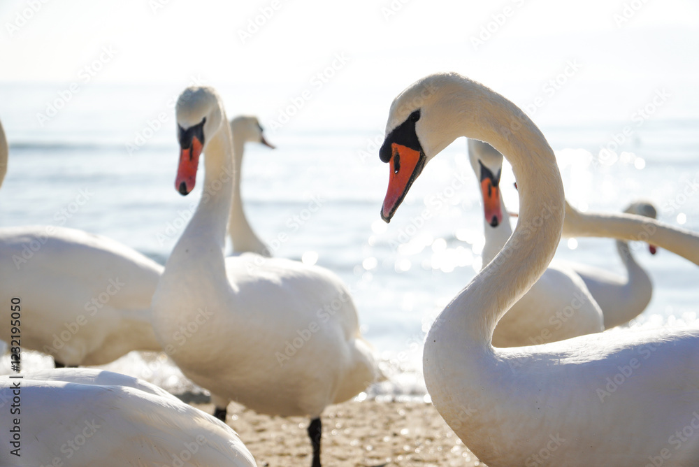 Fototapeta premium Many adult swans (Cygnus olor) and one swimming in the Black Sea. Attraction on the city beach. Beautiful picture for background.