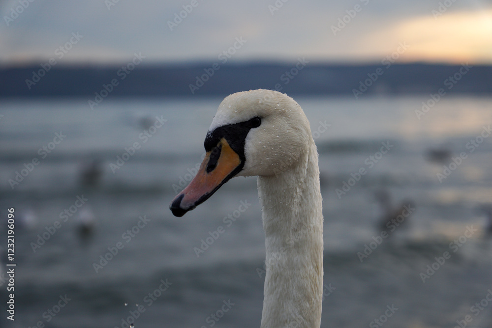 Fototapeta premium Portrait of a swan (Cygnus olor) in the waters of the Black Sea. In focus. Beautiful picture for a background.