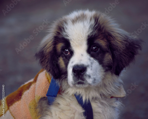 A Saint Bernard Puppy