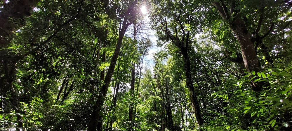 Fototapeta premium Sunlight through a broadleaf woodland