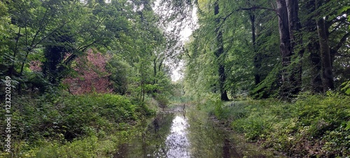 serene woodland water