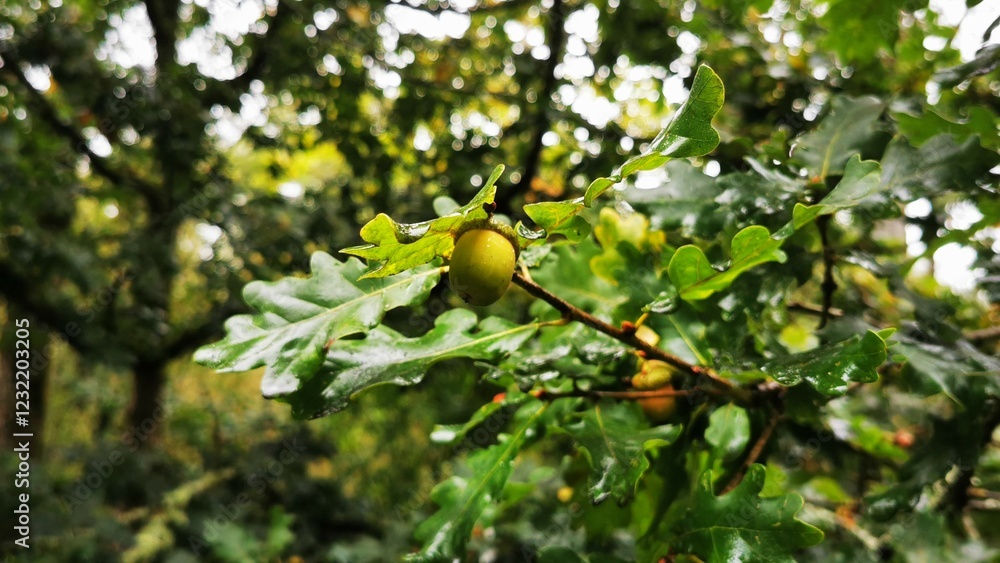 Obraz premium Native Oak acorns