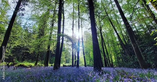 Bluebells in a beech woodland
