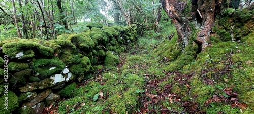 Ancient stone wall in a woodland