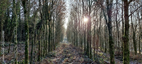 Young Oak plantation