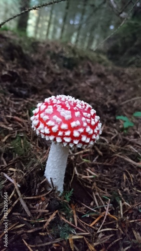 Red and white woodland mushroom