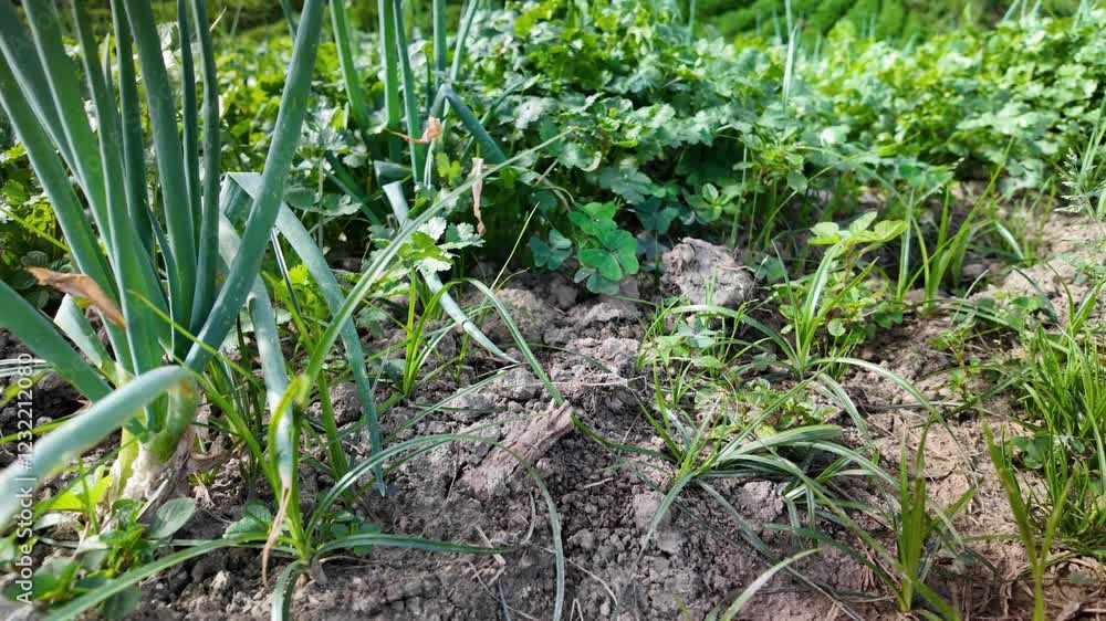 A detailed close-up shot transitioning into a zoom-out view of cilantro and spring onion crops thriving in fertile soil. A detailed close-up shot transitioning into a zoom-out view of cilantro and spring onion crops thriving in fertile soil.