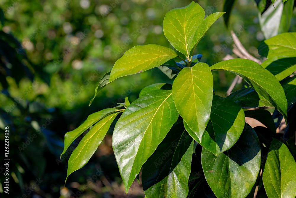 Obraz premium Selective focus of green leaves, The avocado alligator pear or avocado pear is an evergreen tree in the laurel family, It was prized for its large and unusually oily fruit, Nature greenery background.