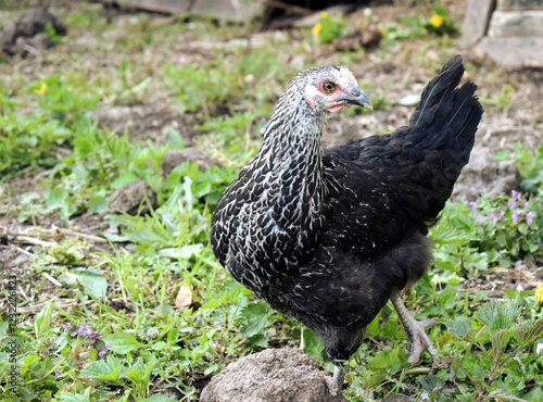 A young chicken with black and white feathers
