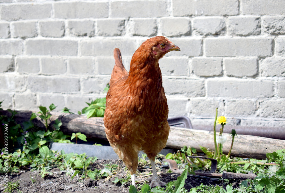Fototapeta premium Young chicken with brown feathers