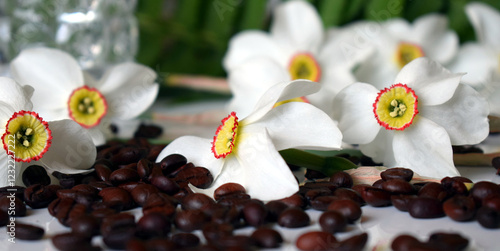 Daffodils bloom from March to June. The flower consists of six white petals. Coffee is on the table