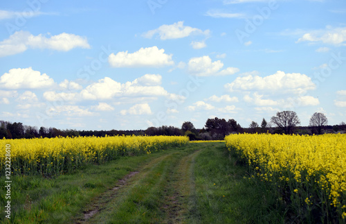 A yellow rapeseed field against the backdrop of trees and a blue sky.