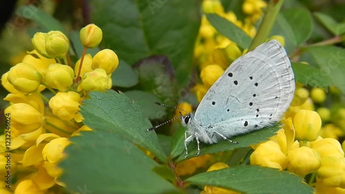 Butterfly Holly blue, Celastrina argiolus on green leaf between yellow flowers of Mahonia bush and variable sunlight on spring time - close up. Topics: vegetation, garden, beauty of nature, blooming
