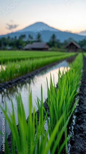 Serene Rice Paddies with Mountain View