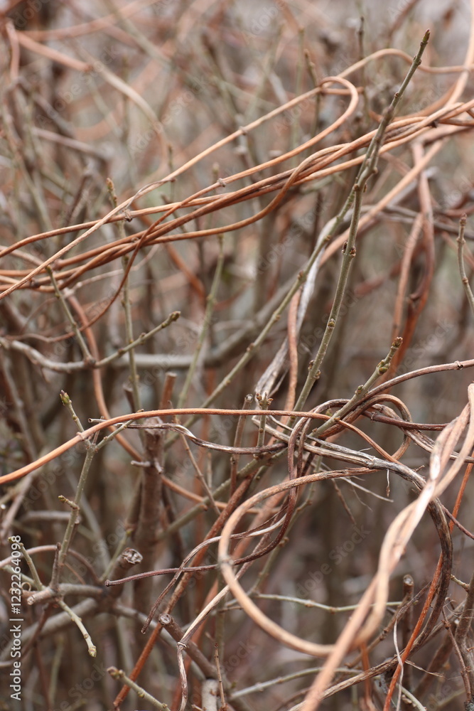 Obraz premium “Dry winter plants in the natural environment” 