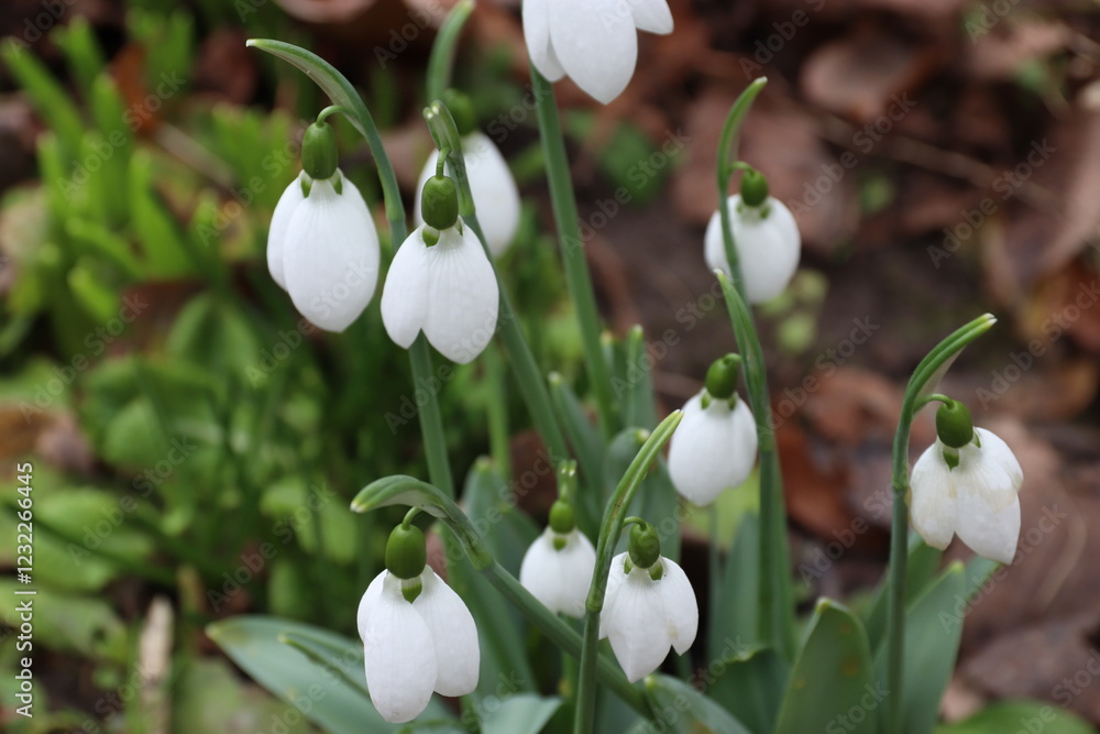 Fototapeta premium white spring flowers
