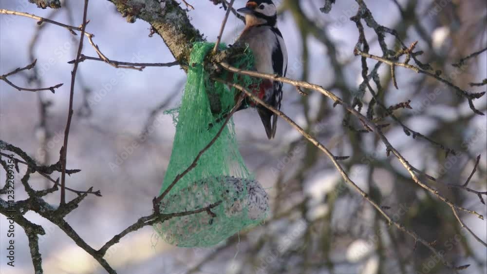 great spotted woodpecker on suet balls great spotted woodpecker on suet balls