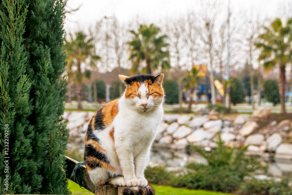 cat standing on the wooden fence near pine tree in the daylight cat standing on the wooden fence near pine tree in the daylight